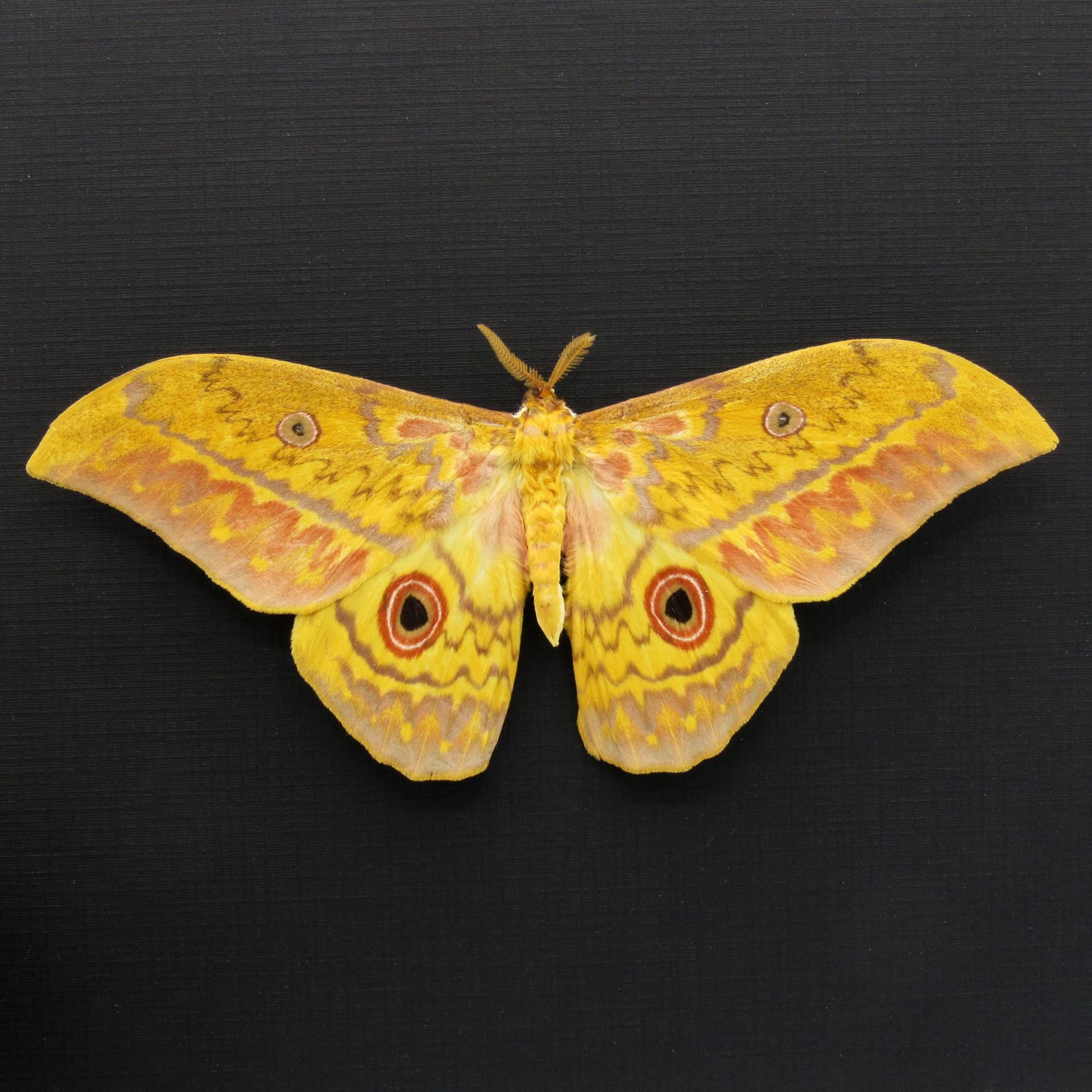 Very large real Aratus Silkmoth framed taxidermy - Aurivillius aratus - Victorian mount
