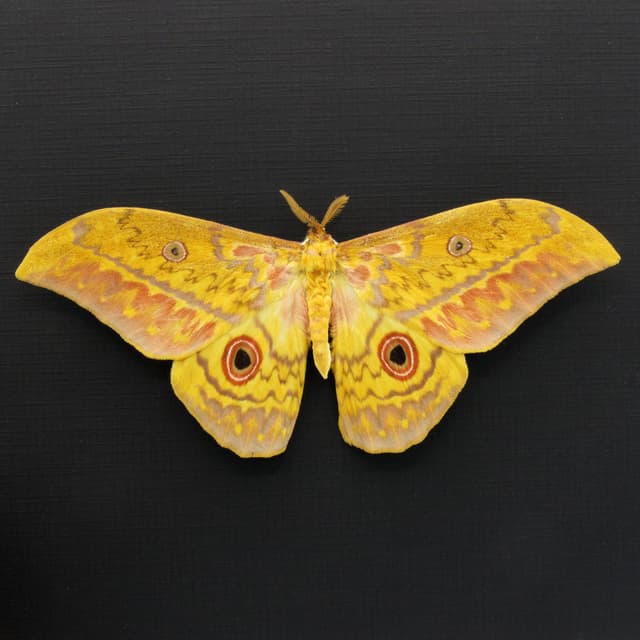 Very large real Aratus Silkmoth framed taxidermy - Aurivillius aratus - Victorian mount