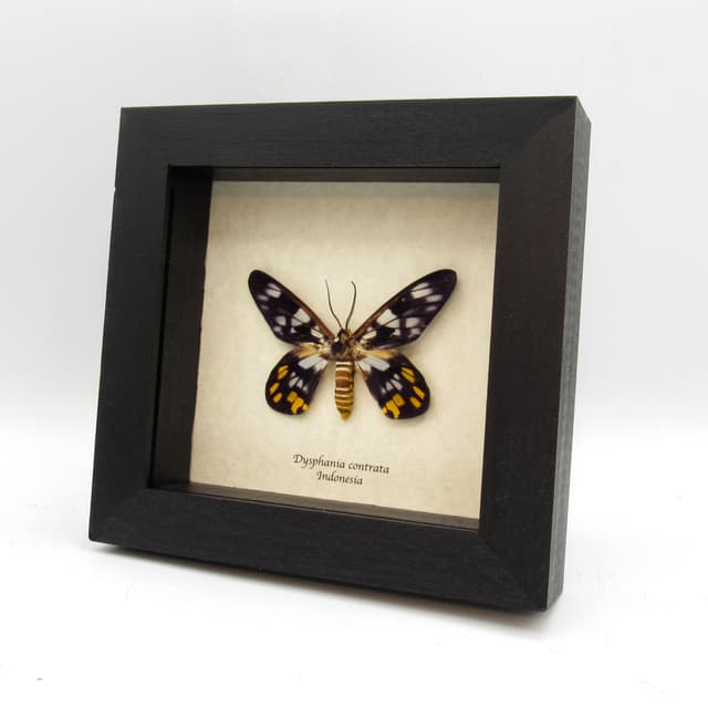 Real yellow False Tiger moth framed taxidermy - Dysphania contrata
