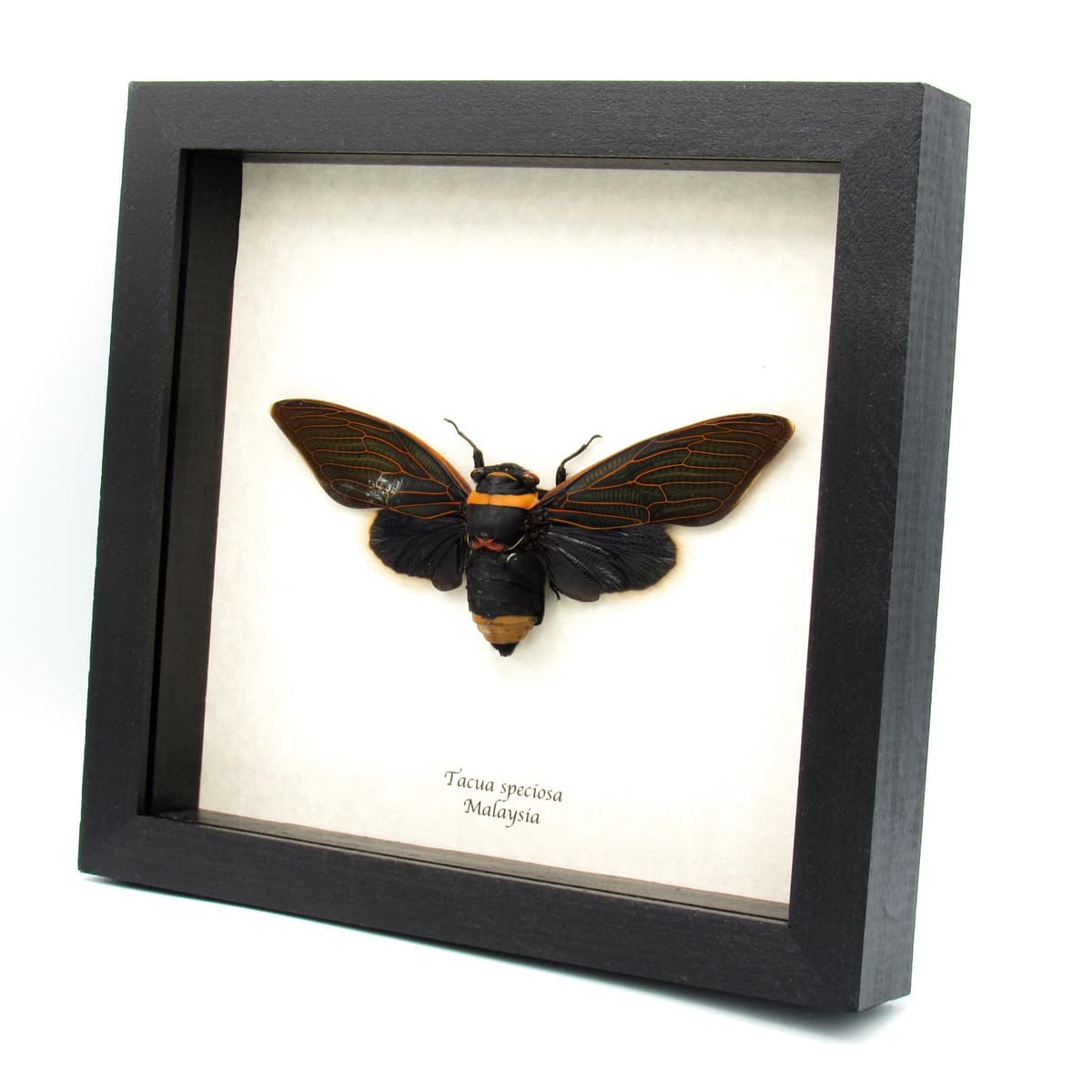 Rare XL Giant Black Rainforest Cicada framed taxidermy - Tacua speciosa -