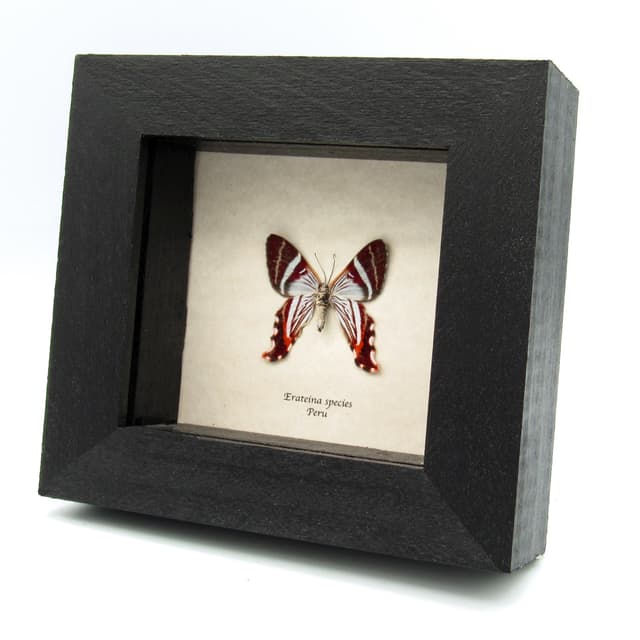 Rare Maroon Geometer moth framed taxidermy - Erateina species