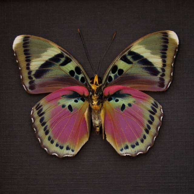 Real fuchsia Forester butterfly framed taxidermy - Euphaedra hewitsoni