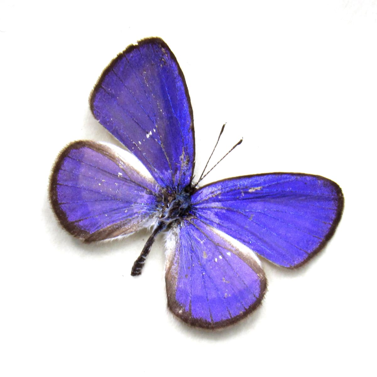 Tiny real purple butterfly framed taxidermy - Psychonotis caelius