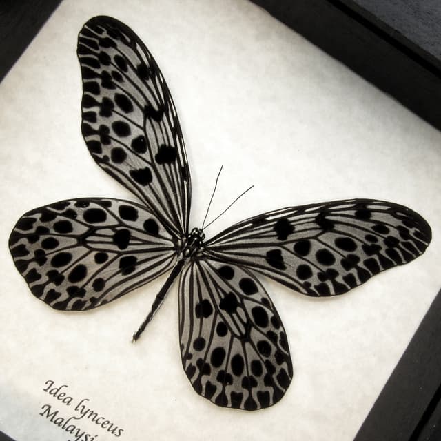 Real silver tree nymph butterfly framed taxidermy - Idea lynceus