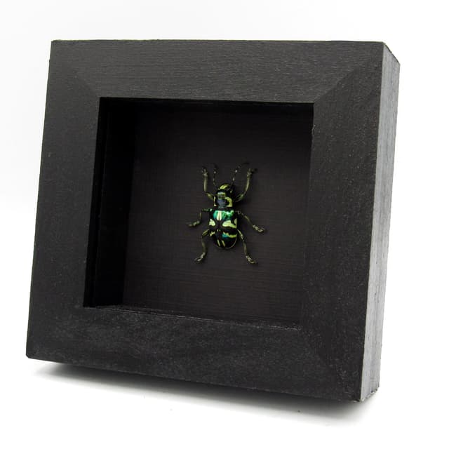 Real iridescent green Longhorn beetle framed taxidermy - Acronia alboplagiata