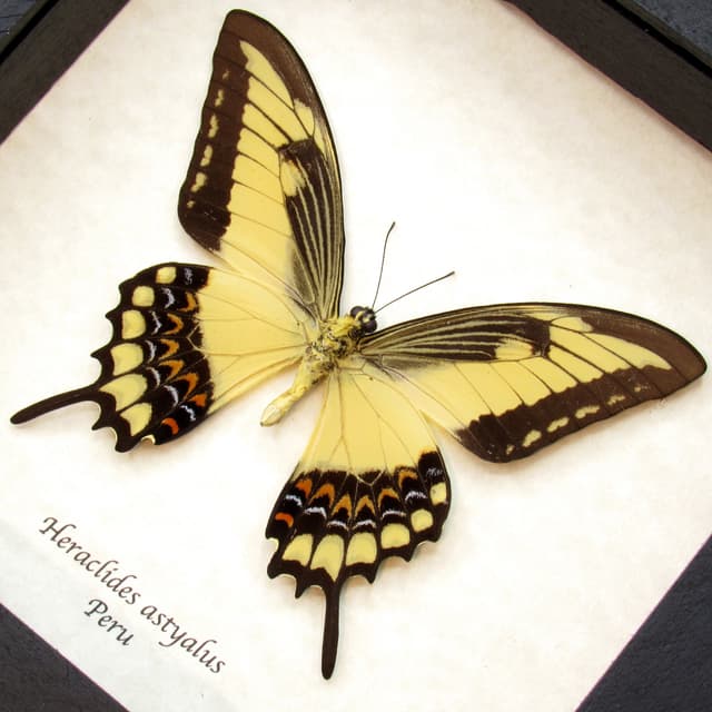 Real yellow Broad-banded Swallowtail butterfly framed taxidermy - Heraclides astyalus