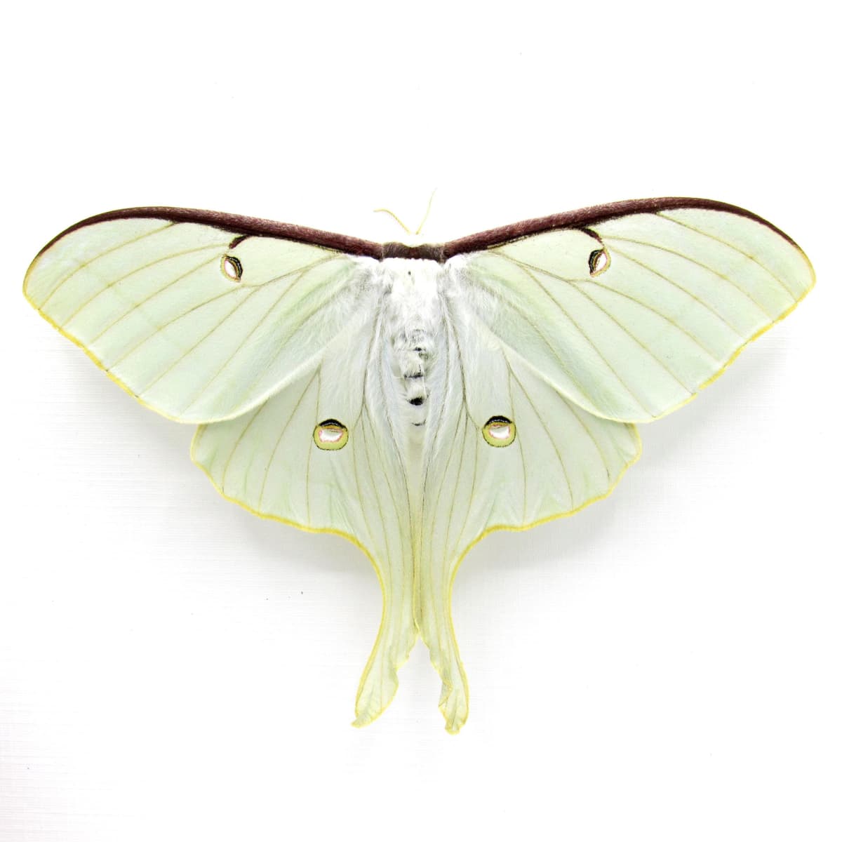 Real large Luna Moon moth framed taxidermy - Actias luna - female - Victorian mount