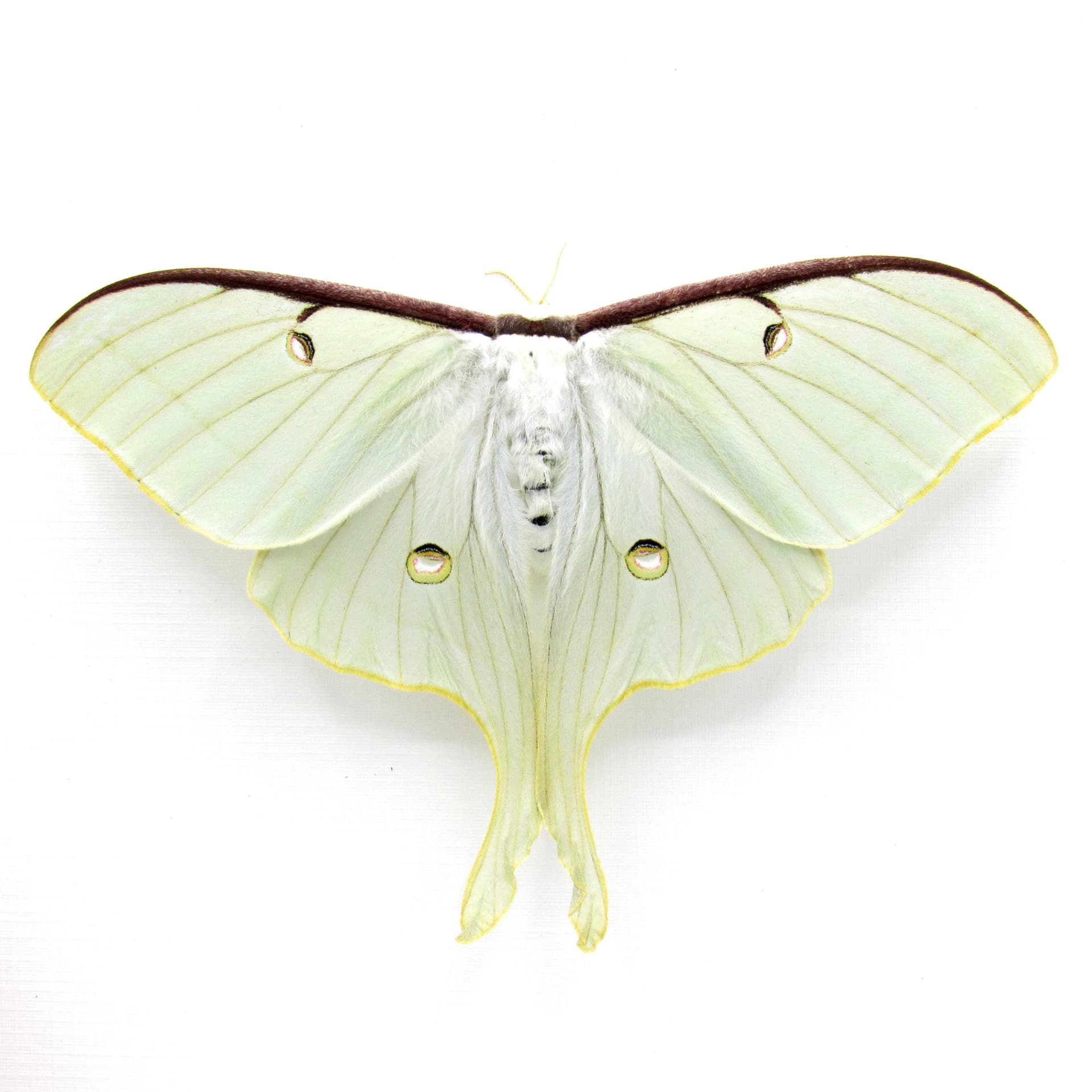Real large Luna Moon moth framed taxidermy - Actias luna - female - Victorian mount