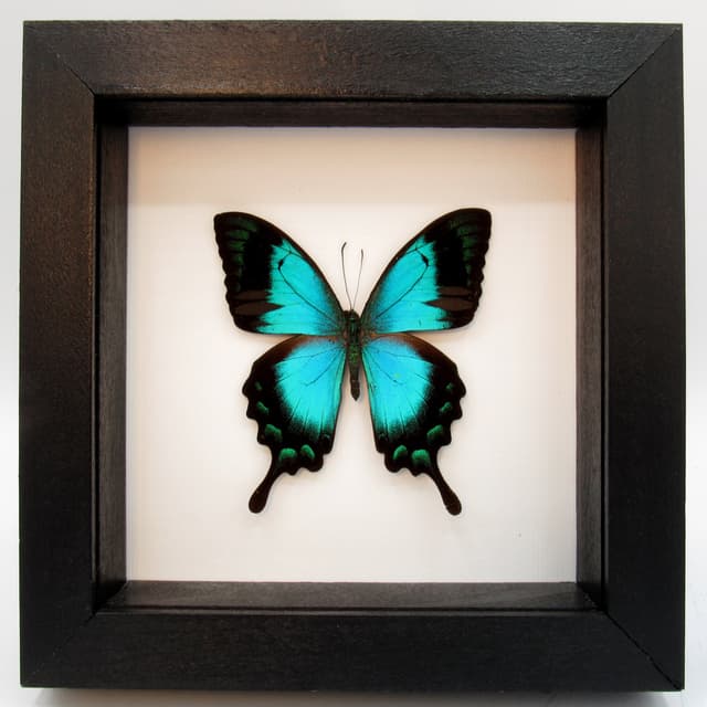 Real framed taxidermy Swallowtail butterfly - Papilio lorquinianus