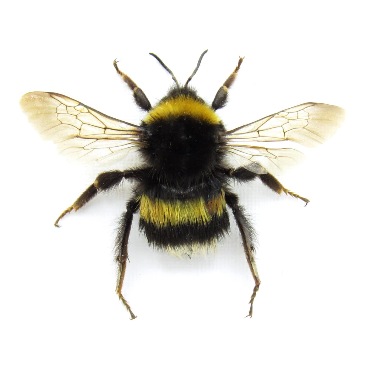 Real White Tailed Bumblebee framed taxidermy - Bombus lucorum