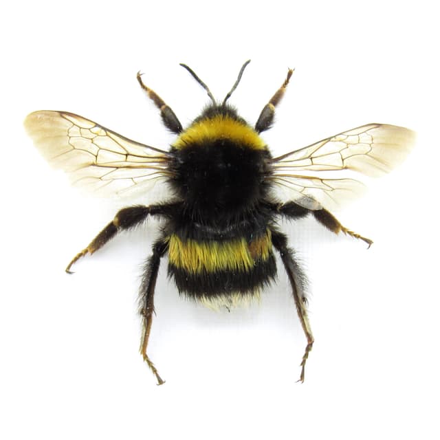 Real White Tailed Bumblebee framed taxidermy - Bombus lucorum