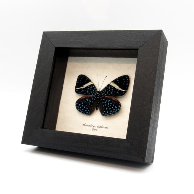 Real blue Starry Night butterfly framed taxidermy - Hamadryas laodamia - banded female