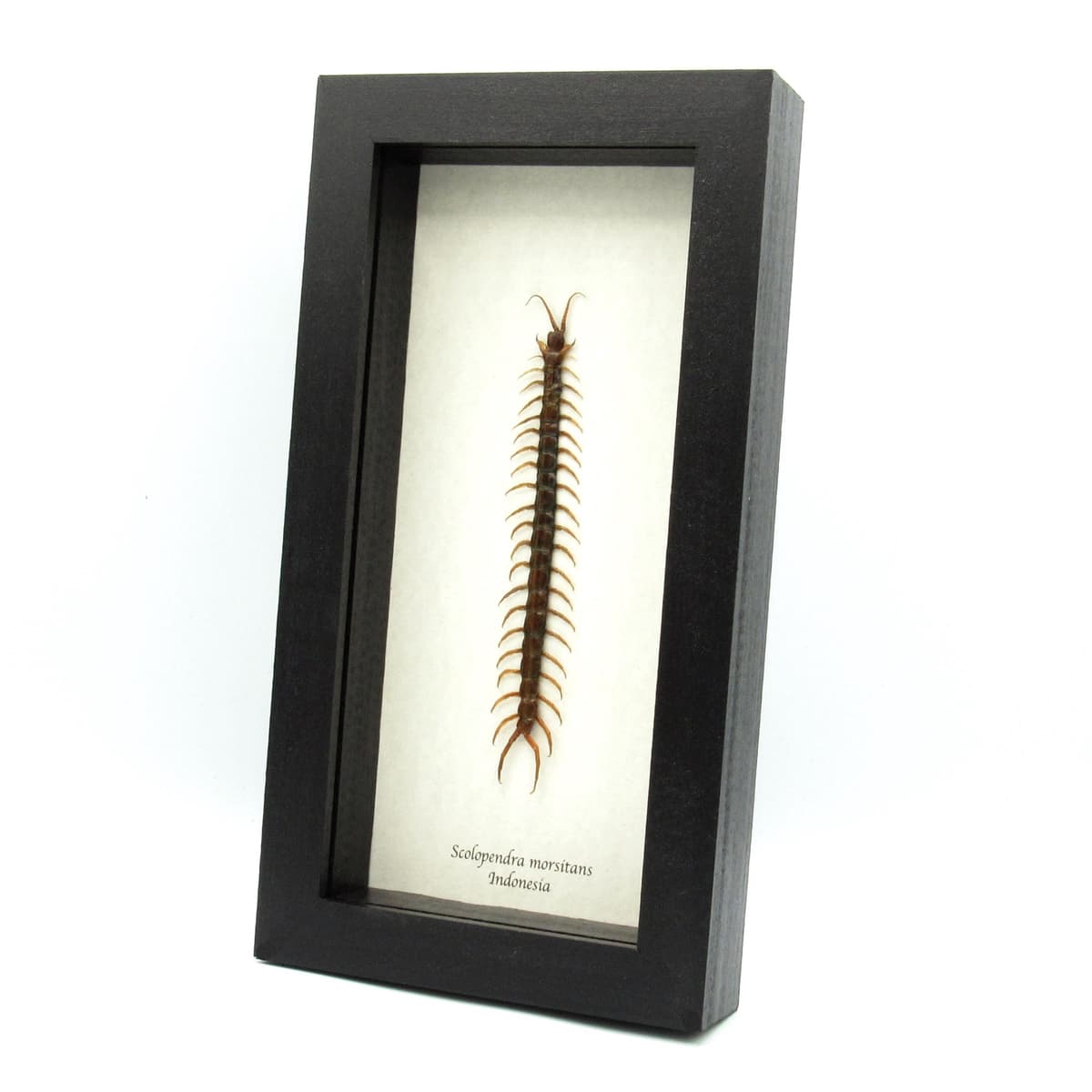 Real Giant Tanzanian Blue Ringleg Centipede framed taxidermy - Scolopendra morsitans