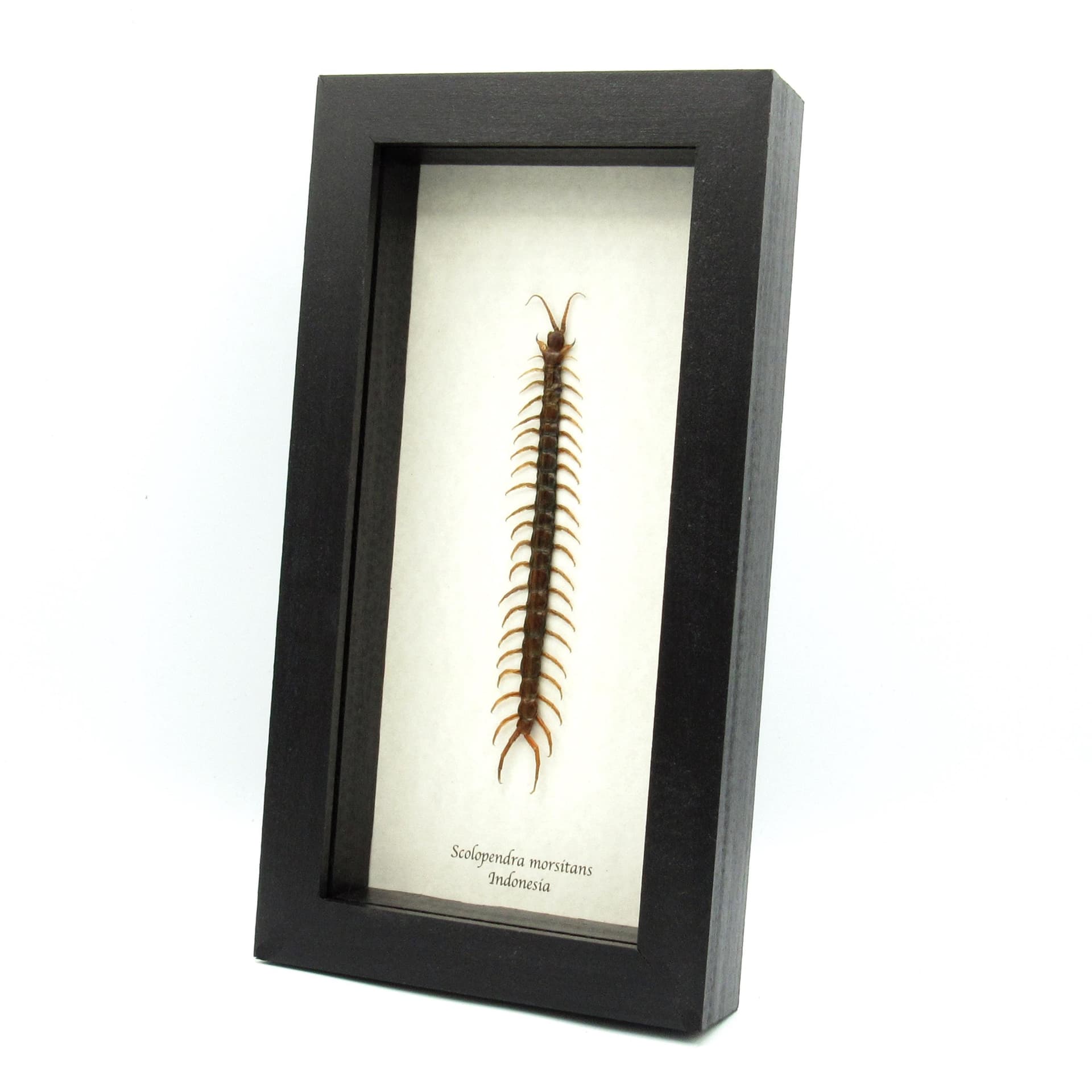 Real Giant Tanzanian Blue Ringleg Centipede framed taxidermy - Scolopendra morsitans
