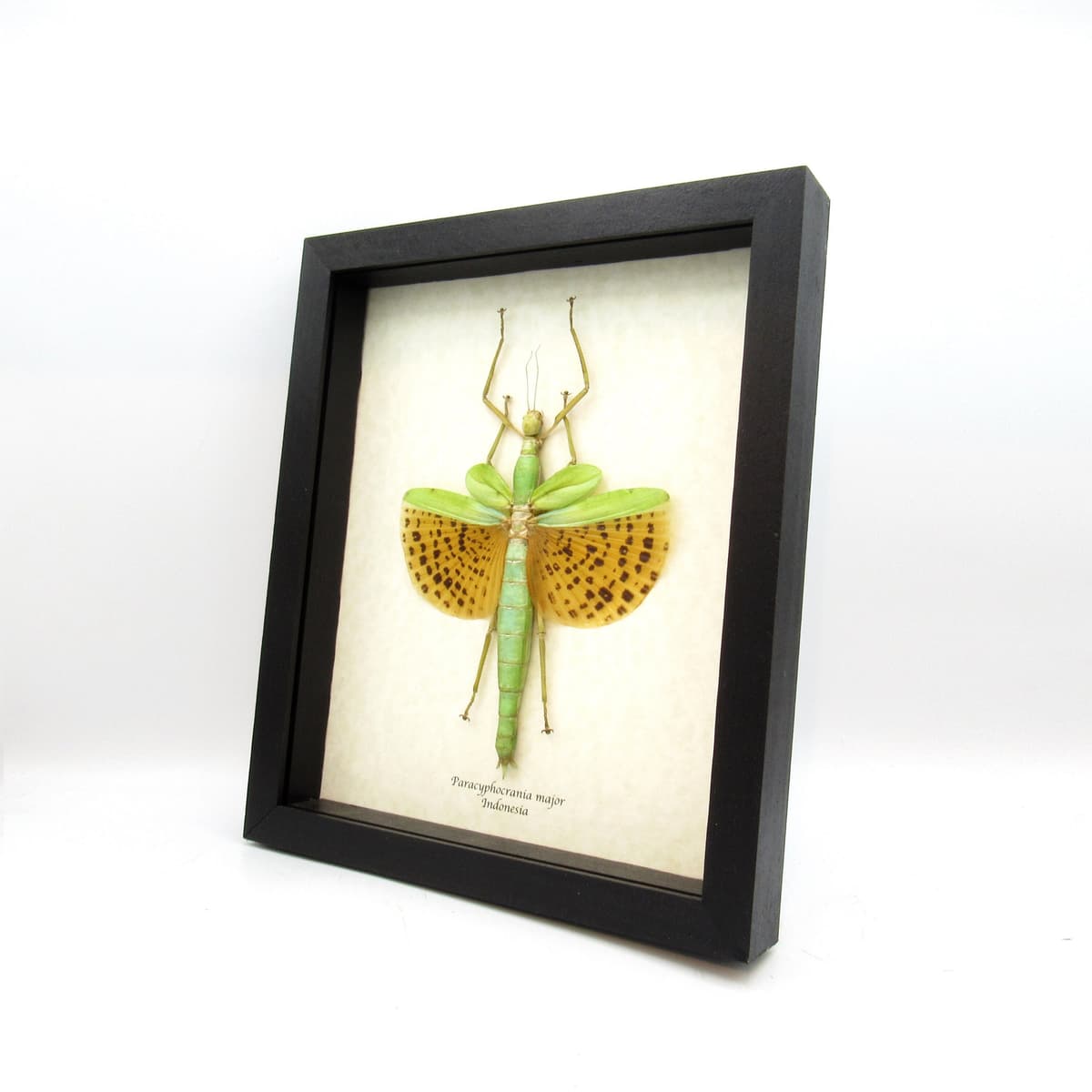 Rare GIANT winged Stick bug framed taxidermy - Paracyphocrania major
