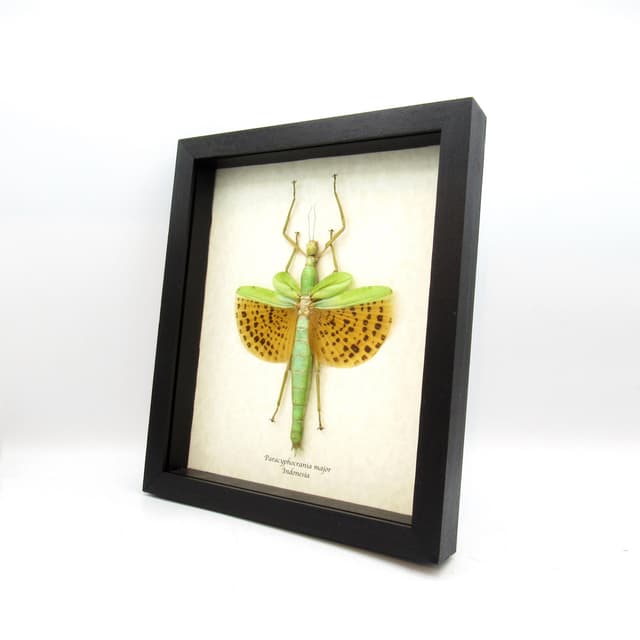 Rare GIANT winged Stick bug framed taxidermy - Paracyphocrania major