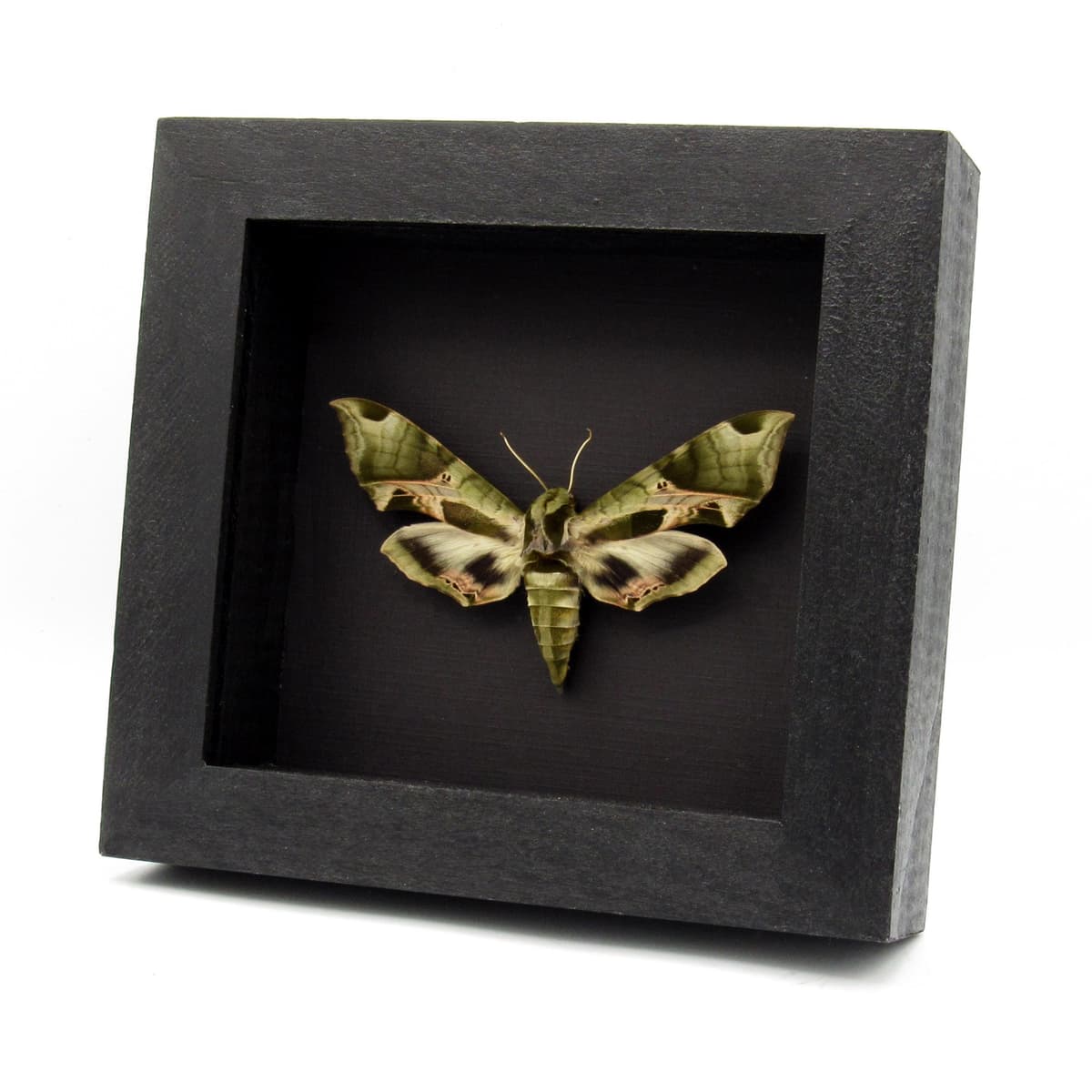 Real Pandora Sphinx moth framed taxidermy - Eumorpha pandorus