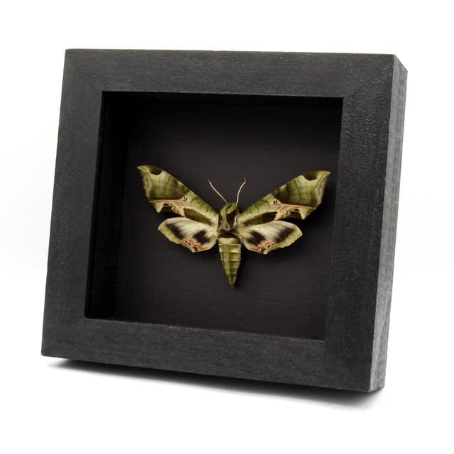 Real Pandora Sphinx moth framed taxidermy - Eumorpha pandorus