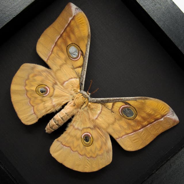 Real Giant Saturn moth framed taxidermy - Antheraea frithi - large female