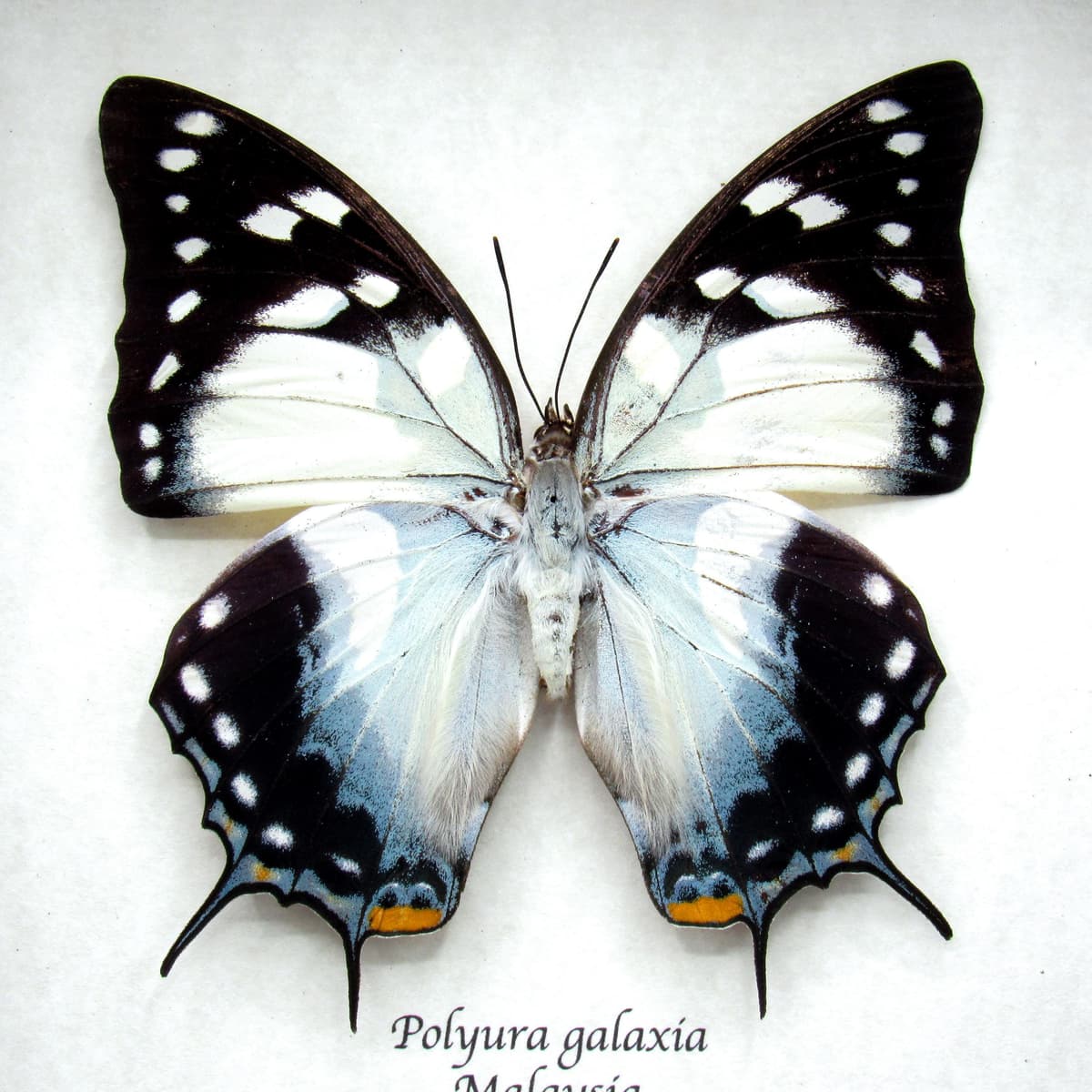 Giant rare blue Nawab butterfly framed taxidermy - Polyura galaxia - XL female