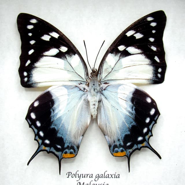 Giant rare blue Nawab butterfly framed taxidermy - Polyura galaxia - XL female