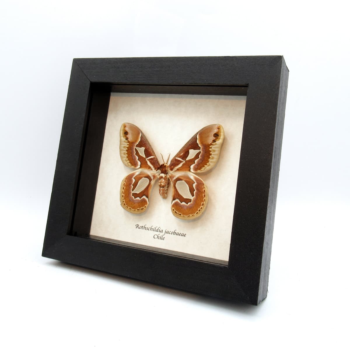 Real Saturn moth framed taxidermy - Rothschildia jacobaeae - female