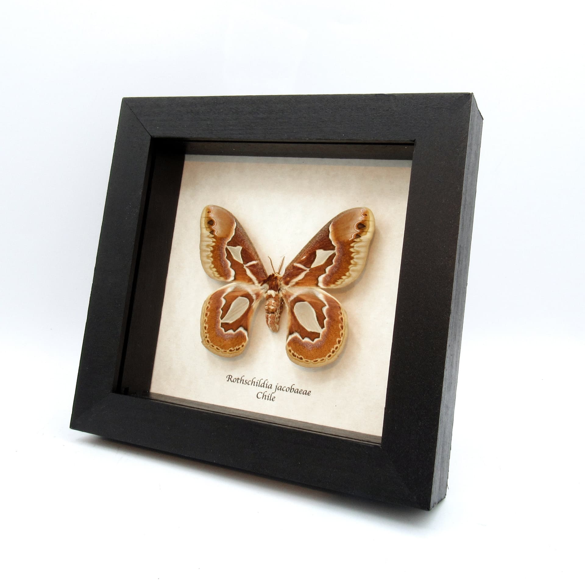 Real Saturn moth framed taxidermy - Rothschildia jacobaeae - female