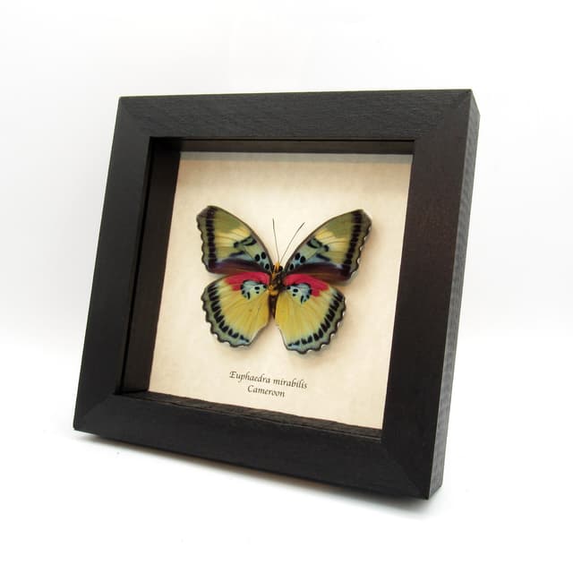 Rare Forester butterfly framed taxidermy - Euphaedra mirabilis - large female