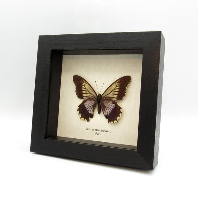 Real Swallowtail butterfly framed taxidermy - Battus streckerianus - female