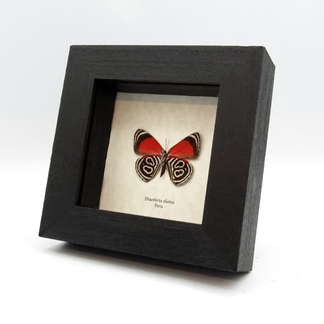 Real Eluina Eighty-eight Butterfly framed taxidermy - Diaethria eluina