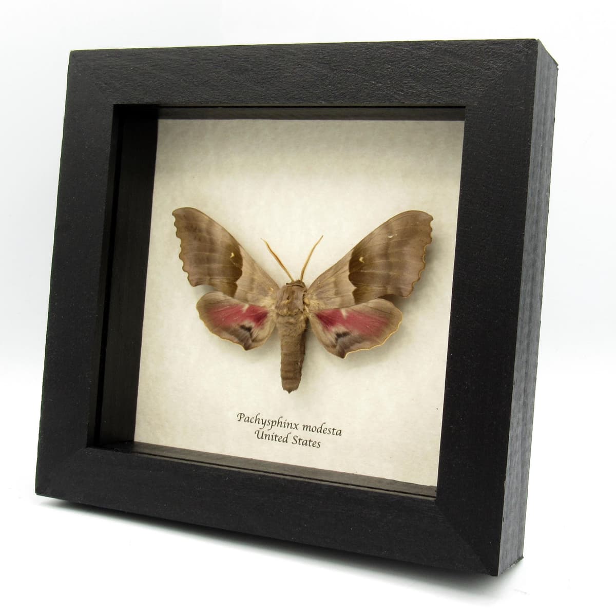 Real Giant Poplar Sphinx moth framed taxidermy - Pachysphinx modesta