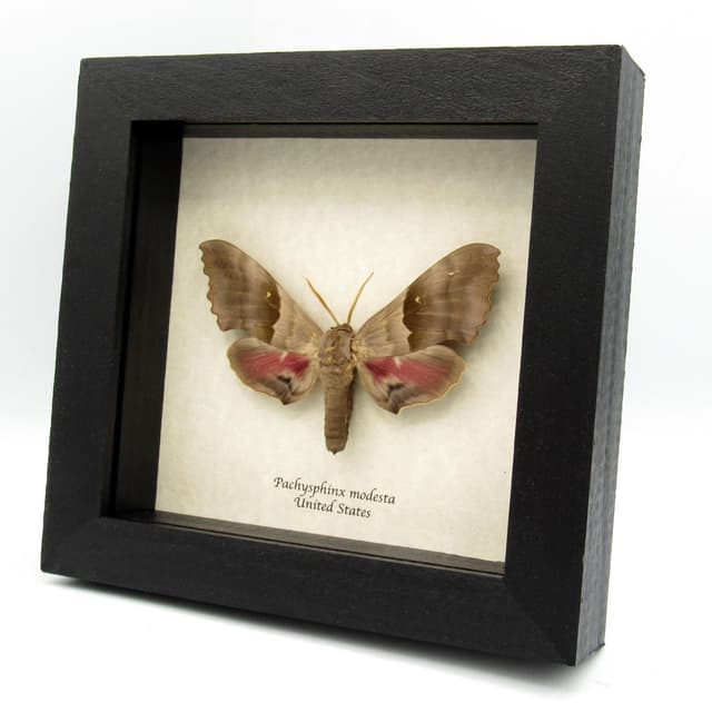 Real Giant Poplar Sphinx moth framed taxidermy - Pachysphinx modesta