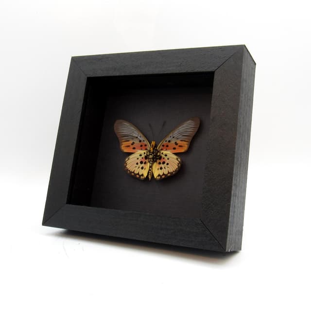 Real framed butterfly taxidermy - Pseudacraea boisduvali - peach form