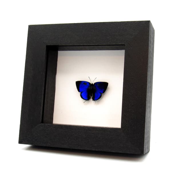 Real metallic blue Hairstreak butterfly framed taxidermy - lycaenidae species
