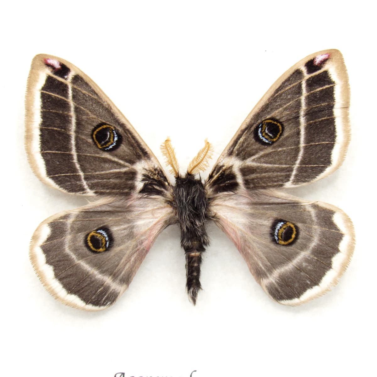 Real Rocky Mountain Agapema moth framed taxidermy - Agapema homogena