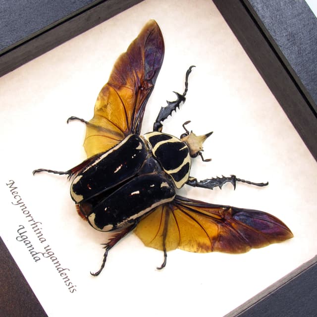 Rare deep purple/black Scarab beetle framed taxidermy - Mecynorrhina ugandensis