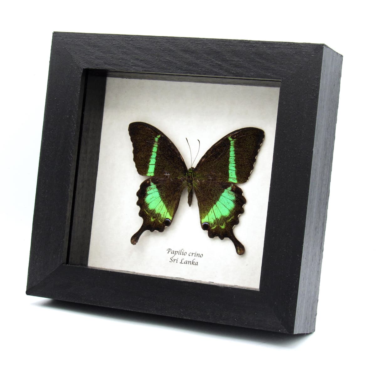 Rare green Banded Peacock Swallowtail butterfly framed specimen - Papilio crino - minor damage