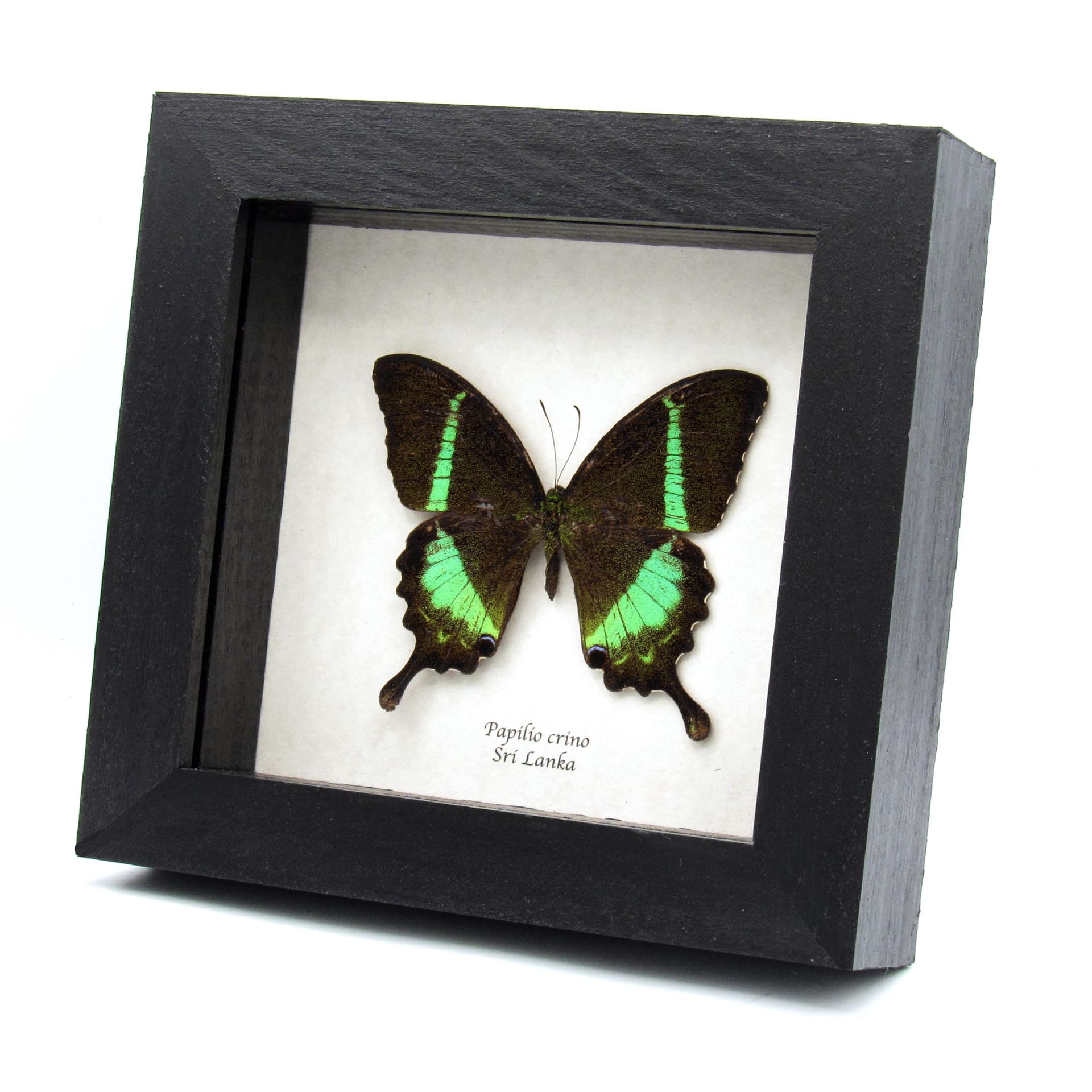 Rare green Banded Peacock Swallowtail butterfly framed specimen - Papilio crino - minor damage