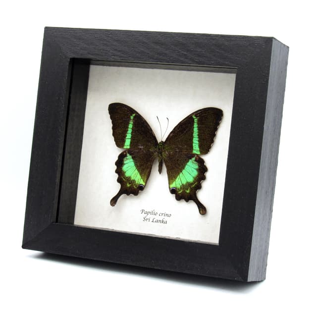 Rare green Banded Peacock Swallowtail butterfly framed specimen - Papilio crino - minor damage