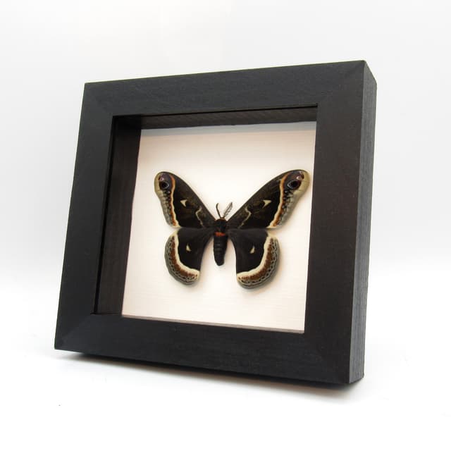 Rare Calleta Silkmoth framed taxidermy - Eupackardia calleta