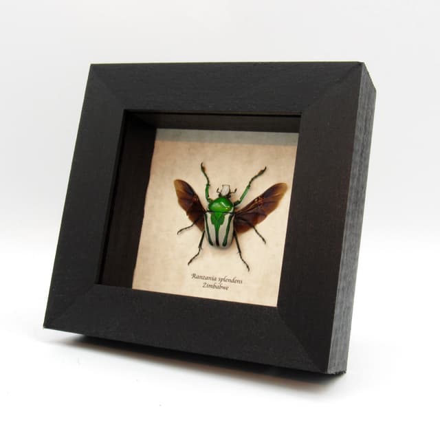 Real framed taxidermy flower beetle - Ranzania splendens