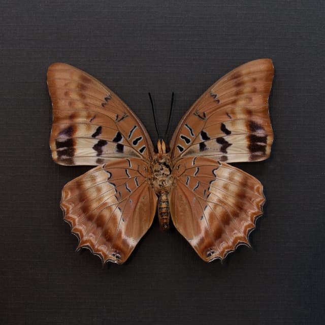 Real Violet Washed Charaxes butterfly framed taxidermy - Charaxes lucretius - female