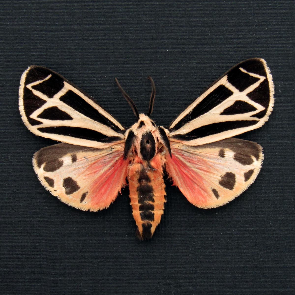 Real pink Harnessed Tiger Moth framed specimen - Apantesis phalerata