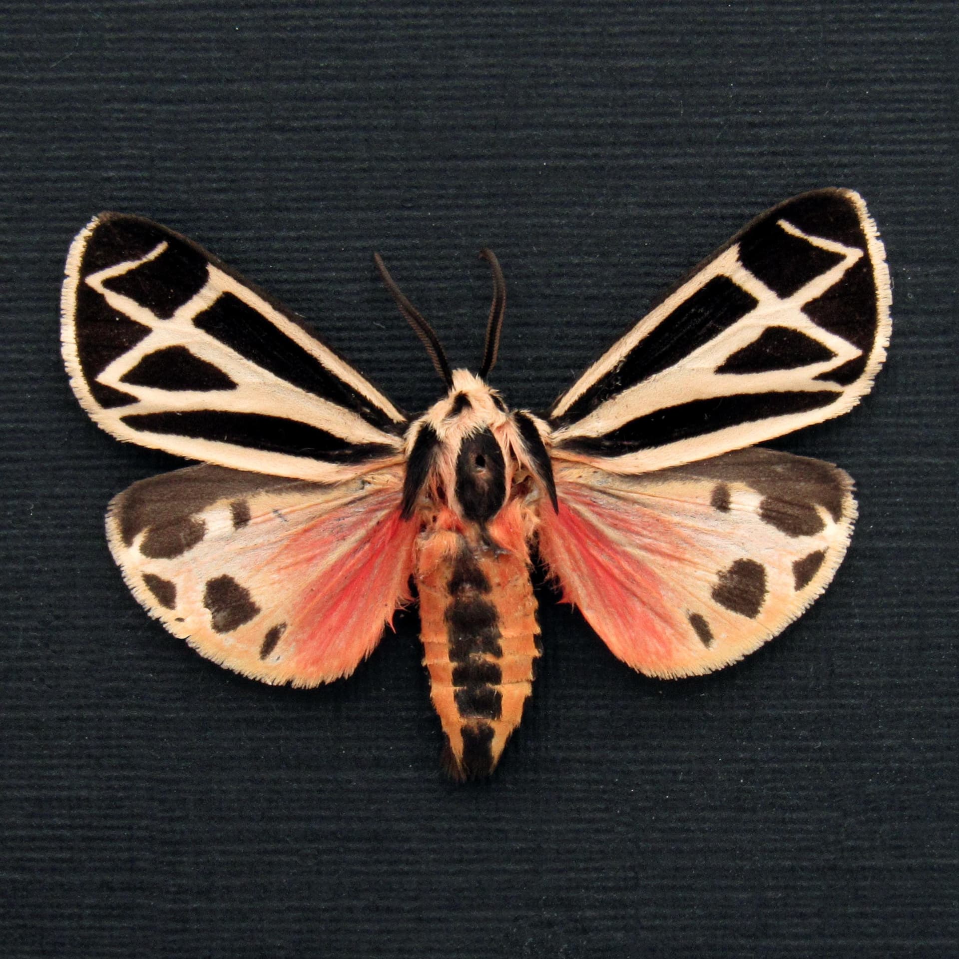 Real pink Harnessed Tiger Moth framed specimen - Apantesis phalerata