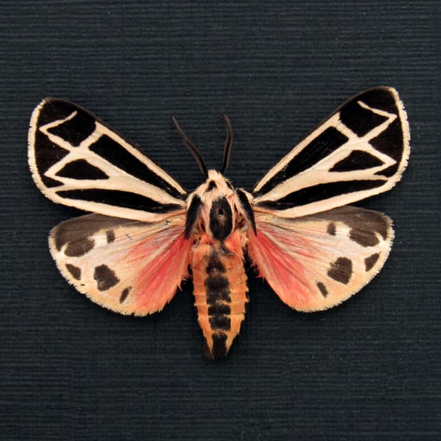 Real pink Harnessed Tiger Moth framed specimen - Apantesis phalerata