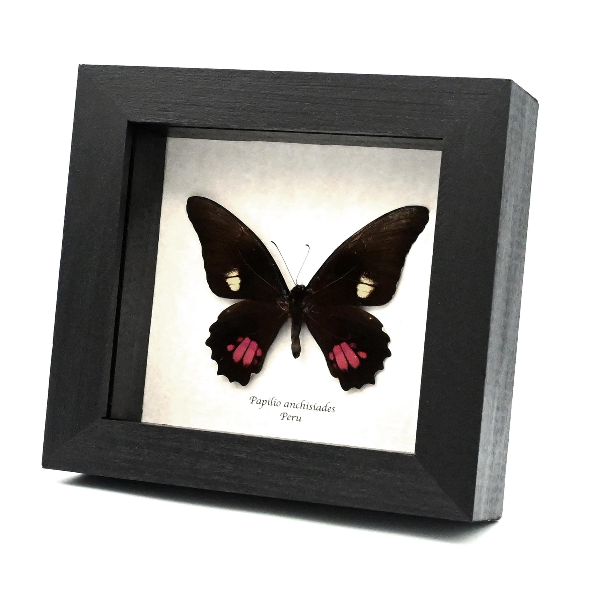Real Ruby-spotted Swallowtail butterfly framed - Papilio anchisiades