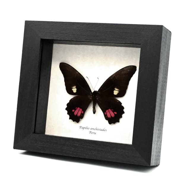 Real Ruby-spotted Swallowtail butterfly framed - Papilio anchisiades