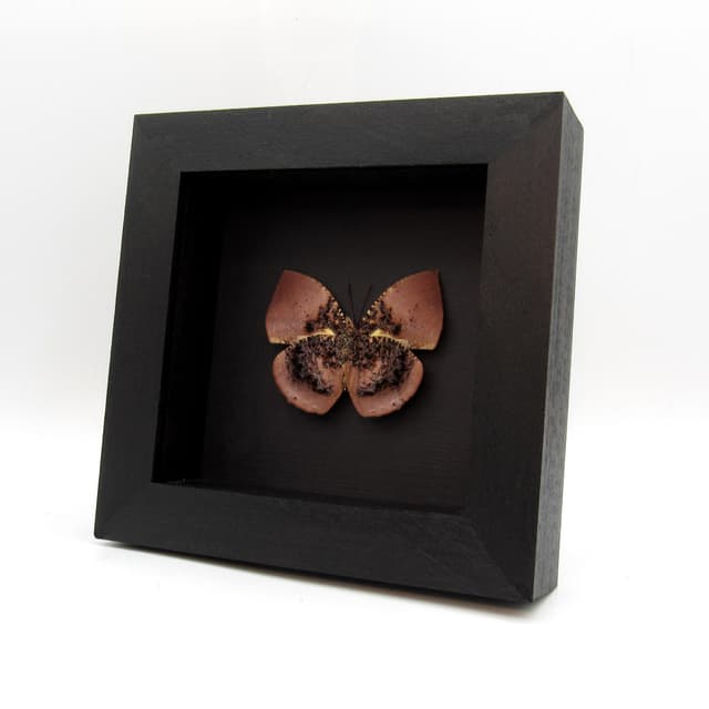 Rare rose butterfly framed taxidermy - Anaea anna