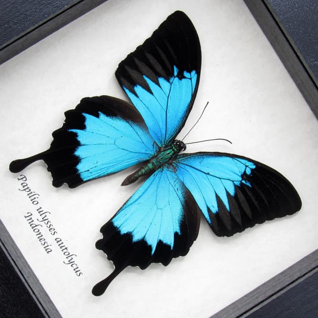 Real metallic blue butterfly framed taxidermy - Papilio ulysses autolycus
