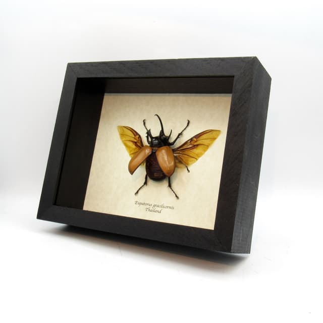Real large Rhinoceros beetle framed taxidermy - Eupatorus gracilicornis